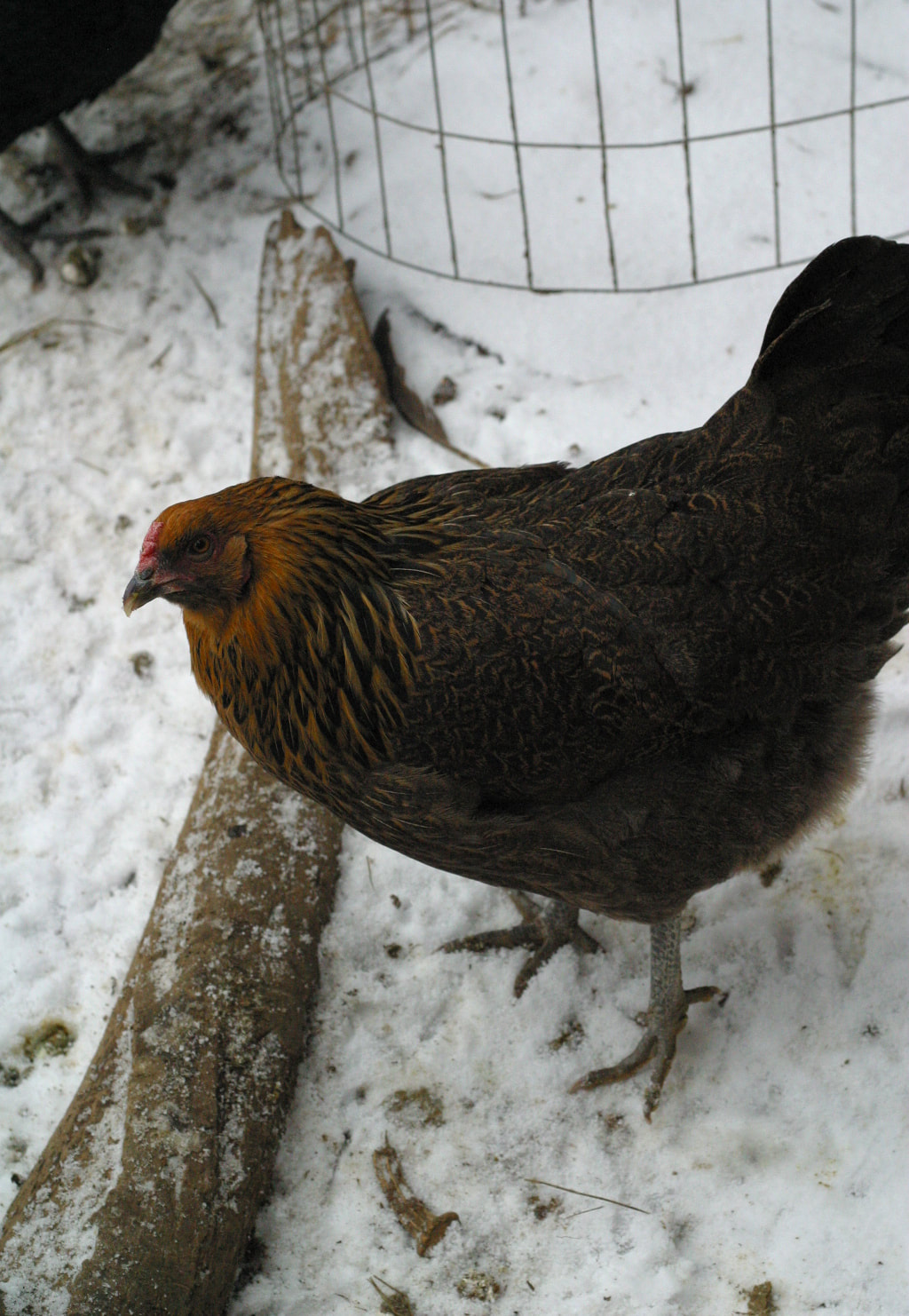 10 Tips on Caring for Chickens in Cold Winter Weather ~ Homestead