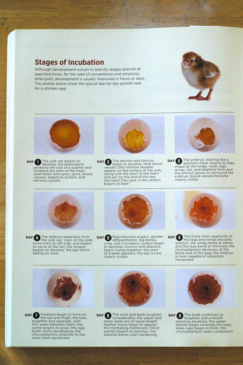 bloody pip with white membrane  BackYard Chickens - Learn How to